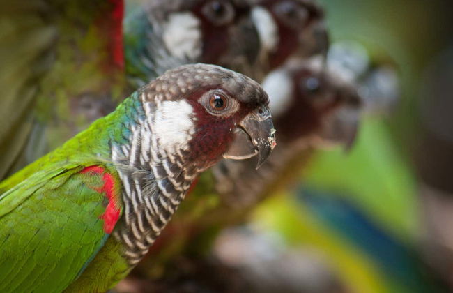 Ingresso do Parque das Aves - Foto 7